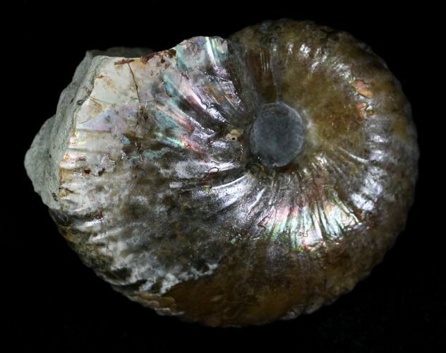 Hoploscaphites Ammonite - South Dakota #22693